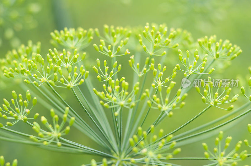 莳萝(Anethum grave - olens)花- I